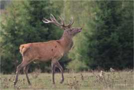 <p>JELEN LESNÍ (Cervus elaphus) obora Rumburk / Red deer / Rothirsch</p>